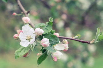 Fototapeta na wymiar Sprig of apple tree with white-pink flowers and buds in a spring garden close-up