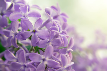 Rare five-petal flower on a branch of lilac, close-up