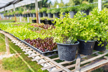 Fototapeta na wymiar Fresh parsley in black pot, Organic farming, plant nursery, outdoor day light
