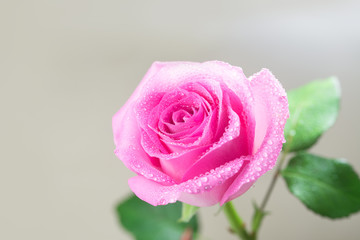 A pink rose covered with drops of water.
