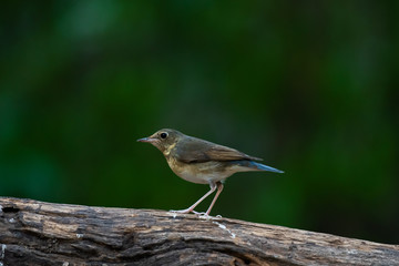 Bird on tree log in forest.