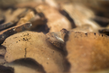 Poria cocos, traditional Chinese medicinal herbs.