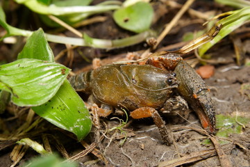 Australian Land Yabby 'Engaeus quadrimanus'