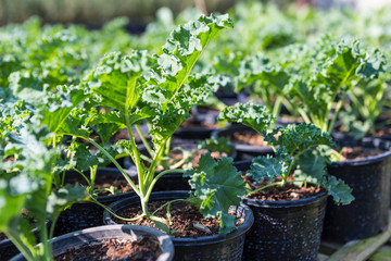 Young Kale growing in plastic pot, organic farming, healthy food, fresh vegetable, outdoor day light