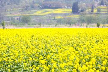 Obraz premium 信州 いいやま菜の花畑