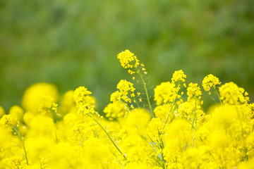 信州　いいやま菜の花畑