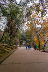 Fototapeta premium taking a walk, autumn forest 