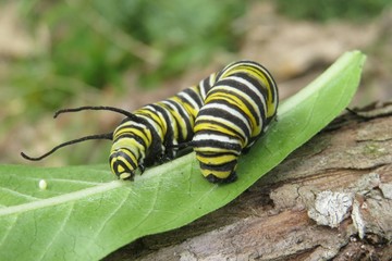 Caterpillar Monarch on green leaf in Florida wild, closeup