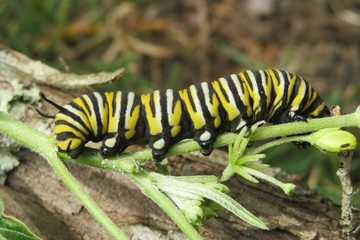 Caterpillar Monarch on plant branch in Florida wild 