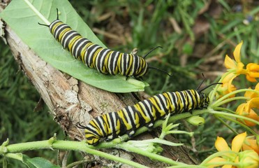 Monarch caterpillars on plants in Florida nature, closeup