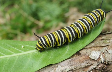 Caterpillar Monarch on green leaf in Florida nature 