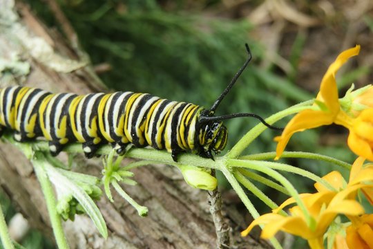 Caterpillar Monarch on asclepias flowers in Florida wild, closeup
