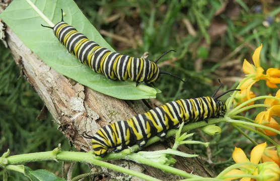 Monarch caterpillars on plants in Florida nature, closeup