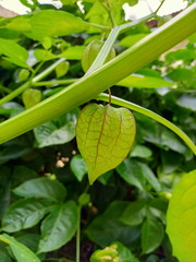 Plant ciplukan in a garden