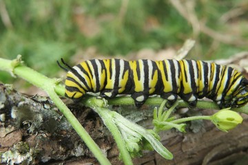 Monarch caterpillar on a flower branch in Florida wild, closeup