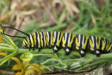 Caterpillar Monarch on plant branch in Florida wild, closeup