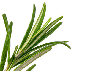 Rosemary twig and leaves isolated on white with clipping path