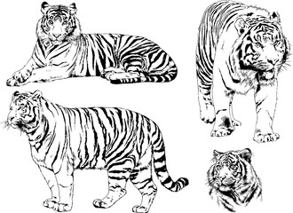 vector drawings sketches different predator , tigers lions cheetahs and leopards are drawn in ink by hand , objects with no background	