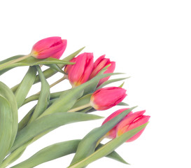 Several scarlet tulips on a white