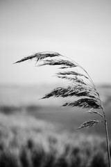 Reeds swaying in the wind