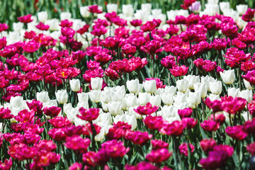 Field of violet tulips with selective focus. Spring, floral background. Garden with flowers. Natural blooming.