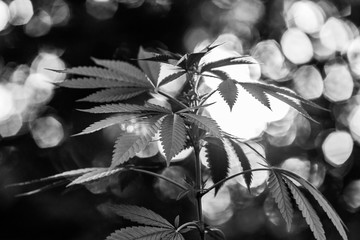Black and white close up selective focus shot from the side of the top of a cannabis plant. Sprouting leaves with out of focus lights in background