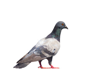 Full body of pigeon and red leg isolated on white background with clipping path.