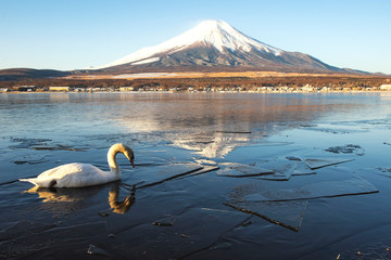 Group of Swans with Fuji Mountain background in Winter at Yamanakako Lake, Japan