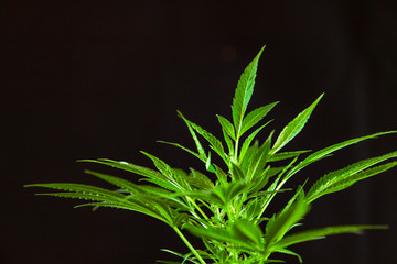 Selective focus closeup of the top of a cannabis plant, fan leaves sprout from a marijuana plant over black background. Copy space top left corner.