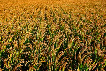 The autumn rice fields