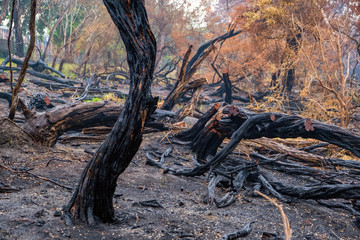Burned tree trunks and vegetation in Australia