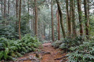 京都の大文字山