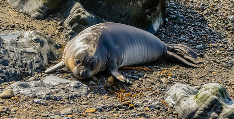 Abandoned Baby Elephant Seal Pup
