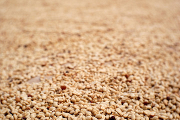 white coffee beans background. organic dry coffee seed