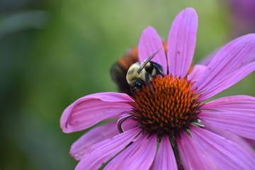 Bee on a flower