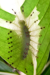 Caterpillar of the Common Gaudy Baron butterfly on green leaf