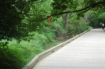 wooden nature path