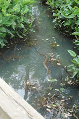 snake in water