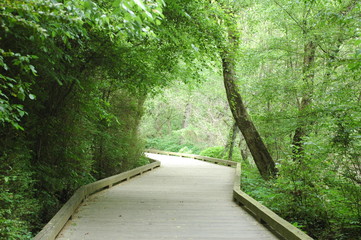 wooden nature boardwalk