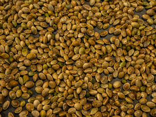 cannabis or marijuana seeds