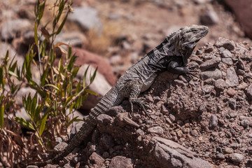 Iguana warming up under the morning sun