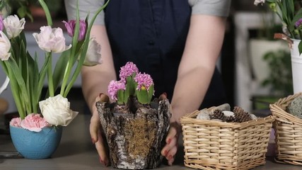 Young girl florist working in a flower salon. A woman puts a flower pot with spring blooming hyacinths on the desktop for sale to customers.