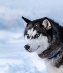 Portrait of the Siberian Husky dog black and white colour with blue eyes in winter.