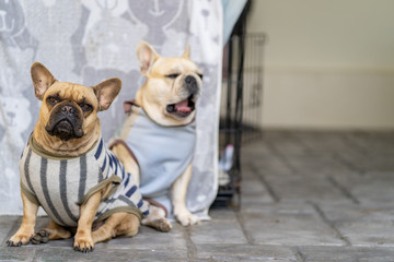 Sleepy french bulldog sitting next to the cage.