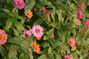 Zinnia flowers with blurred background.
