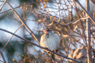 Sparrow sits on a branch without leaves.