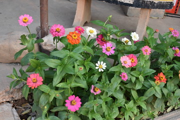 Fototapeta na wymiar Zinnia flowers with blurred background.