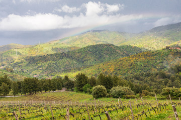 Obraz premium Italy, Sicily, Palermo Province, Castelbuono. Rural vineyards near Castelbuono.