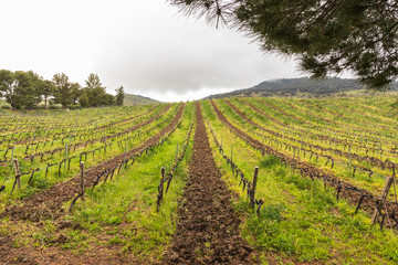 Fototapeta na wymiar Italy, Sicily, Palermo Province, Castelbuono. Rural vineyards near Castelbuono.