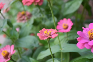 Zinnia flowers with blurred background.